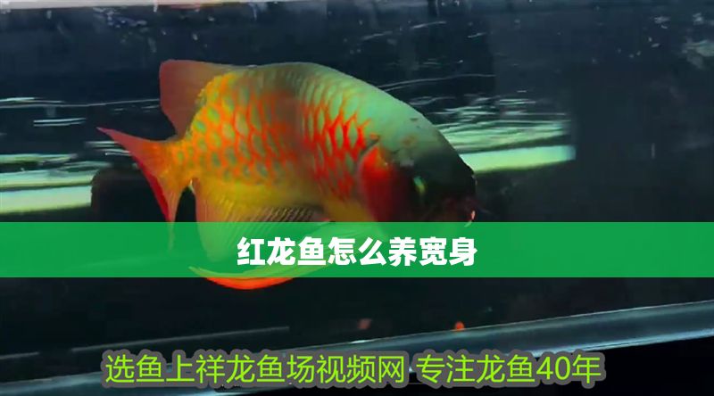 紅龍魚(yú)怎么養(yǎng)寬身