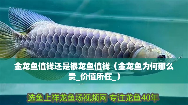 金龍魚值錢還是銀龍魚值錢（金龍魚為何那么貴_價值所在_）