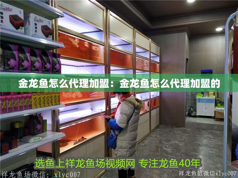 金龍魚怎么代理加盟：金龍魚怎么代理加盟的