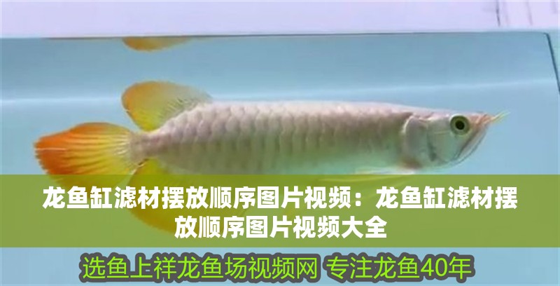 龍魚(yú)缸濾材擺放順序圖片視頻:龍魚(yú)缸濾材擺放順序圖片視頻大全 水族問(wèn)答 龍魚(yú)缸濾材擺放順序圖片視頻:龍魚(yú)缸濾材擺放順序圖片視頻大全 龍魚(yú)缸濾材擺放順序圖片視頻:龍魚(yú)缸濾材擺放順序圖片視頻大全 水族問(wèn)答