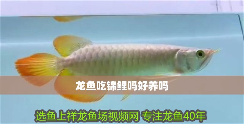 龍魚吃錦鯉嗎好養嗎 龍魚百科 第2張 龍魚吃錦鯉嗎好養嗎 龍魚吃錦鯉嗎好養嗎 龍魚百科 第2張