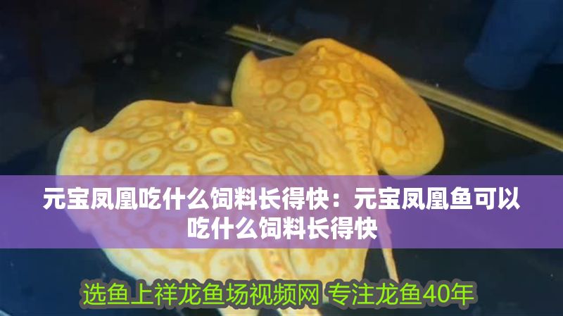 元寶鳳凰吃什么飼料長得快：元寶鳳凰魚可以吃什么飼料長得快