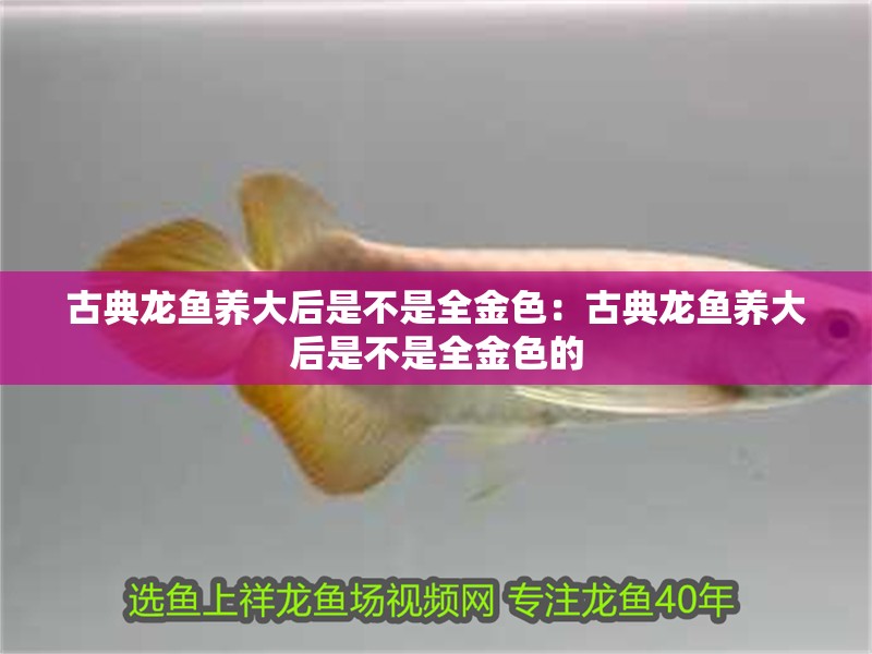 古典龍魚養大后是不是全金色：古典龍魚養大后是不是全金色的