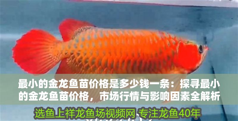 最小的金龍魚苗價格是多少錢一條：探尋最小的金龍魚苗價格，市場行情與影響因素全解析