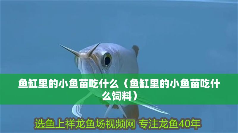 魚缸里的小魚苗吃什么(魚缸里的小魚苗吃什么飼料) 魟魚百科 第1張 魚缸里的小魚苗吃什么(魚缸里的小魚苗吃什么飼料) 魚缸里的小魚苗吃什么(魚缸里的小魚苗吃什么飼料) 魟魚百科 第1張