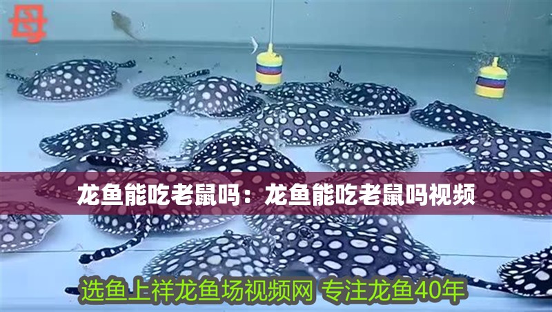 龍魚能吃老鼠嗎：龍魚能吃老鼠嗎視頻