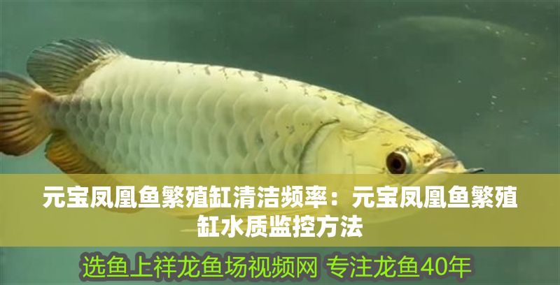 元寶鳳凰魚繁殖缸清潔頻率：元寶鳳凰魚繁殖缸水質(zhì)監(jiān)控方法