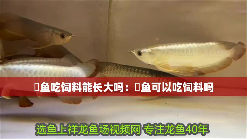 魟魚吃飼料能長大嗎:魟魚可以吃飼料嗎