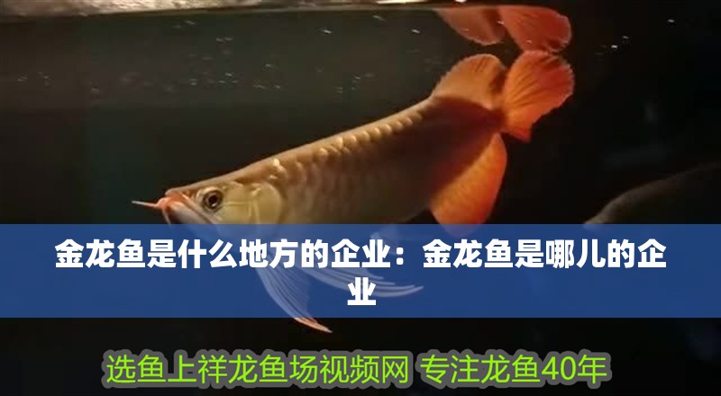 金龍魚是什么地方的企業(yè)：金龍魚是哪兒的企業(yè)