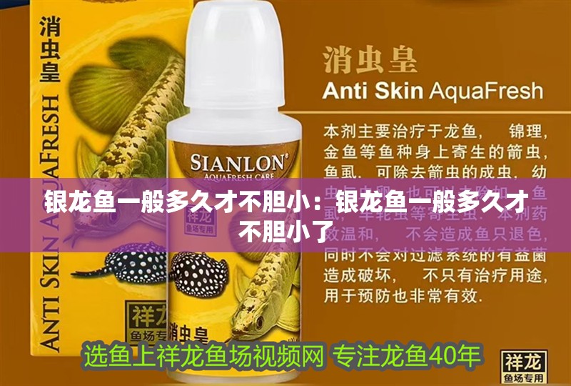 銀龍魚一般多久才不膽小：銀龍魚一般多久才不膽小了 銀龍魚一般多久才不膽小：銀龍魚一般多久才不膽小了 水族問(wèn)答