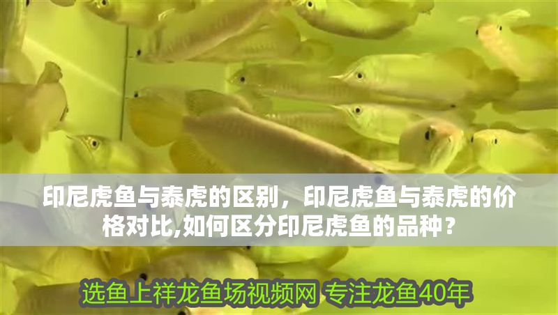 印尼虎魚與泰虎的區別，印尼虎魚與泰虎的價格對比,如何區分印尼虎魚的品種？