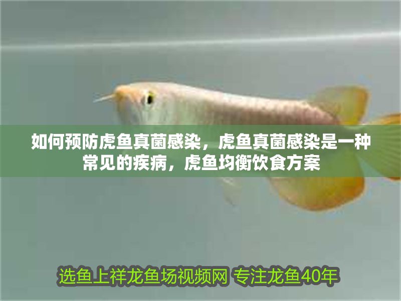 如何預(yù)防虎魚(yú)真菌感染，虎魚(yú)真菌感染是一種常見(jiàn)的疾病，虎魚(yú)均衡飲食方案