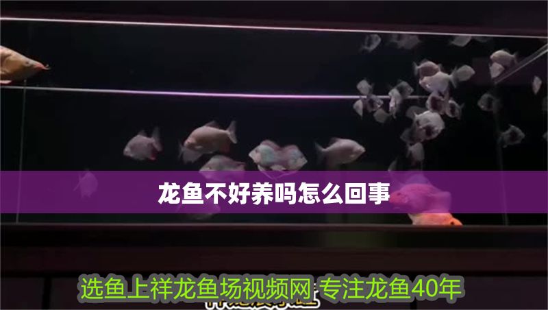 龍魚不好養嗎怎么回事 龍魚不好養嗎怎么回事 龍魚百科 第2張