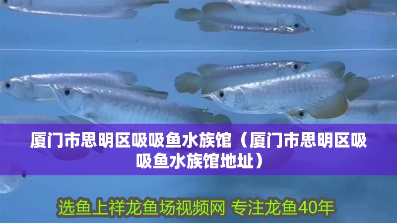 廈門市思明區吸吸魚水族館（廈門市思明區吸吸魚水族館地址） 廈門市思明區吸吸魚水族館（廈門市思明區吸吸魚水族館地址） 全國水族館企業名錄 第1張