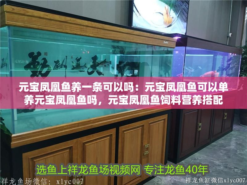 元寶鳳凰魚養一條可以嗎：元寶鳳凰魚可以單養元寶鳳凰魚嗎，元寶鳳凰魚飼料營養搭配