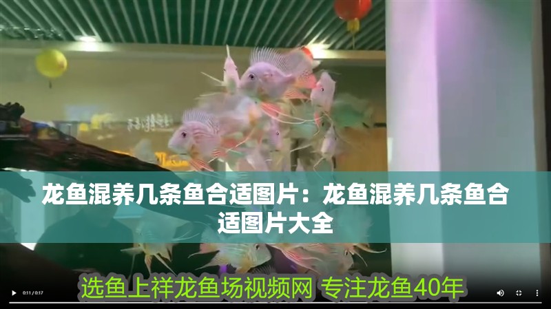 龍魚混養幾條魚合適圖片:龍魚混養幾條魚合適圖片大全