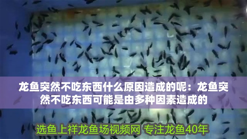 龍魚突然不吃東西什么原因造成的呢：龍魚突然不吃東西可能是由多種因素造成的