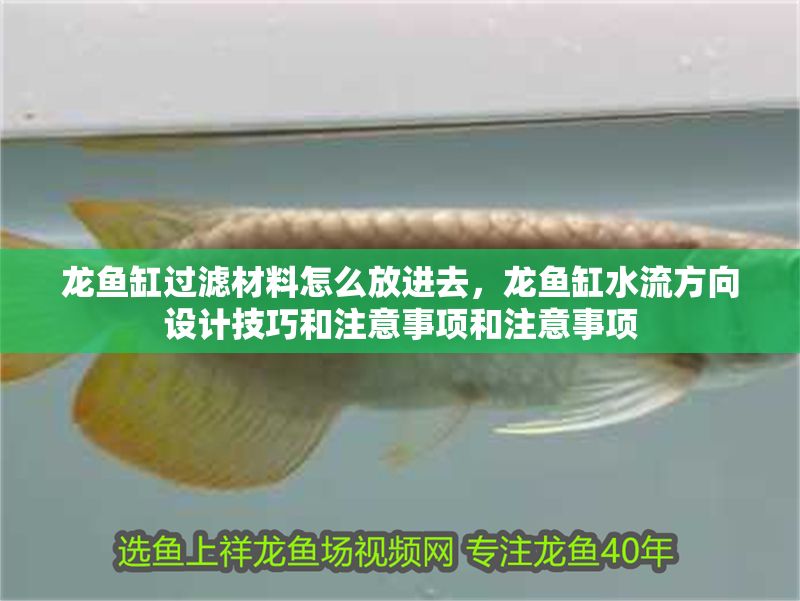龍魚缸過濾材料怎么放進去，龍魚缸水流方向設計技巧和注意事項和注意事項