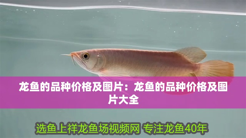 龍魚的品種價(jià)格及圖片：龍魚的品種價(jià)格及圖片大全