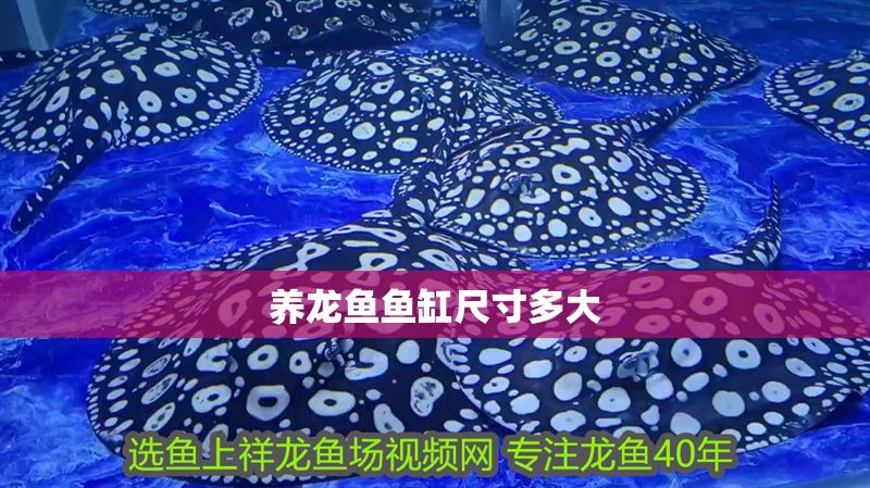 養(yǎng)龍魚(yú)魚(yú)缸尺寸多大