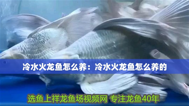 冷水火龍魚怎么養：冷水火龍魚怎么養的