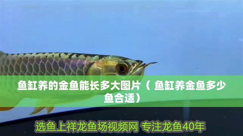 魚缸養的金魚能長多大圖片( 魚缸養金魚多少魚合適) 魚缸百科 第1張 魚缸養的金魚能長多大圖片( 魚缸養金魚多少魚合適) 魚缸養的金魚能長多大圖片( 魚缸養金魚多少魚合適) 魚缸百科 第1張