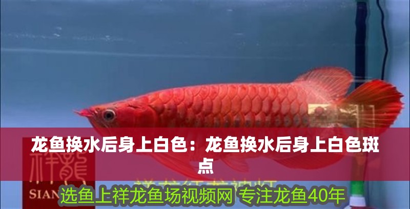 龍魚換水后身上白色：龍魚換水后身上白色斑點 龍魚換水后身上白色：龍魚換水后身上白色斑點 水族問答