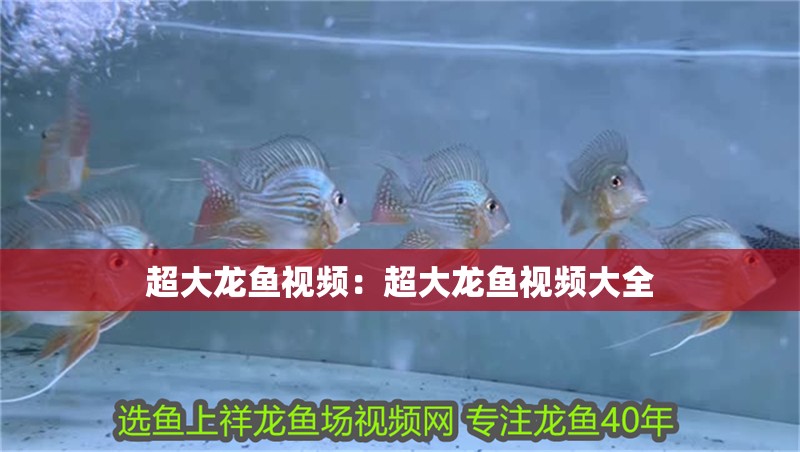 超大龍魚視頻：超大龍魚視頻大全
