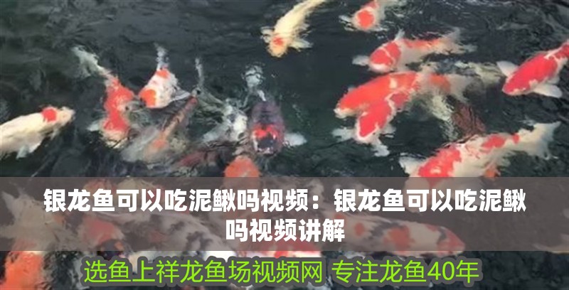 銀龍魚可以吃泥鰍嗎視頻：銀龍魚可以吃泥鰍嗎視頻講解