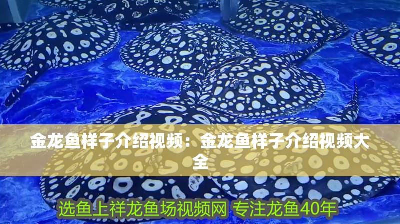 金龍魚樣子介紹視頻：金龍魚樣子介紹視頻大全 金龍魚樣子介紹視頻：金龍魚樣子介紹視頻大全 水族問答