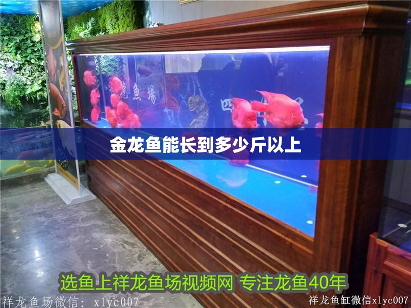金龍魚能長到多少斤以上