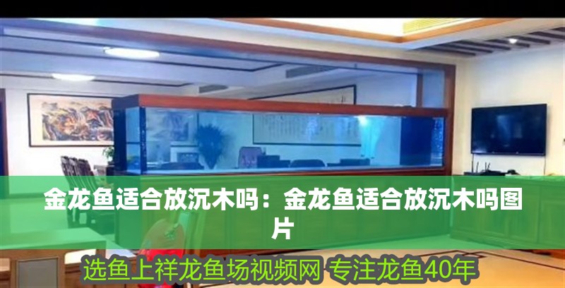 金龍魚適合放沉木嗎：金龍魚適合放沉木嗎圖片