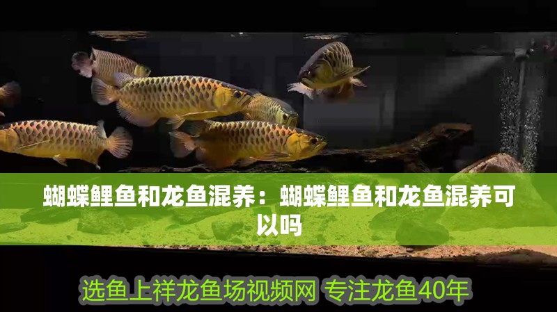 蝴蝶鯉魚和龍魚混養：蝴蝶鯉魚和龍魚混養可以嗎