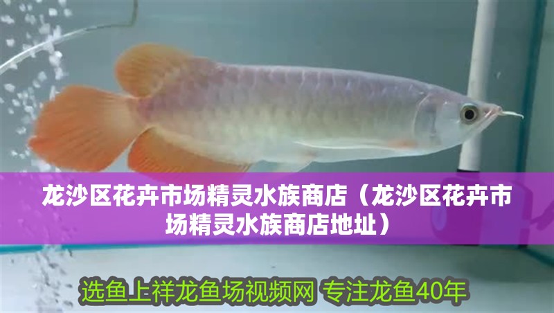 龍沙區(qū)花卉市場精靈水族商店（龍沙區(qū)花卉市場精靈水族商店地址）