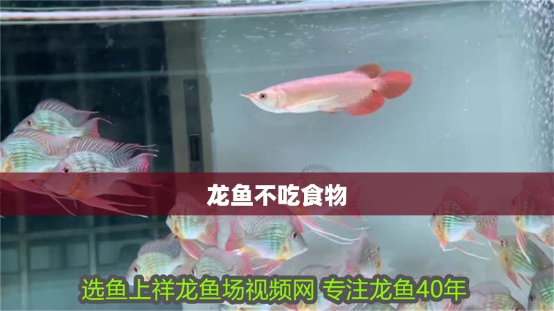 龍魚不吃食物