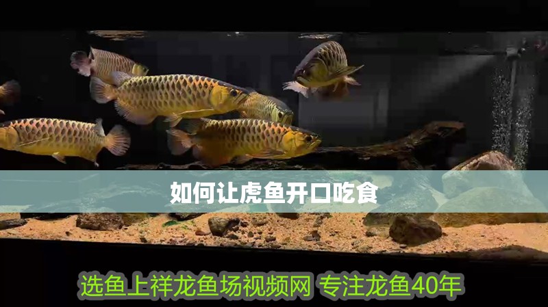如何讓虎魚(yú)開(kāi)口吃食
