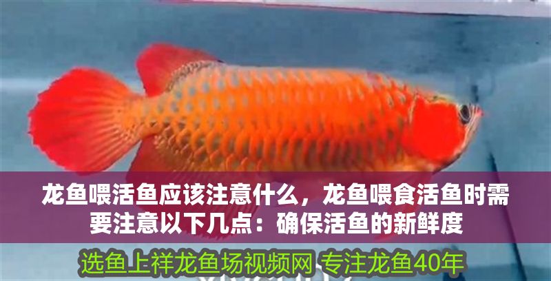 龍魚喂活魚應該注意什么，龍魚喂食活魚時需要注意以下幾點：確保活魚的新鮮度