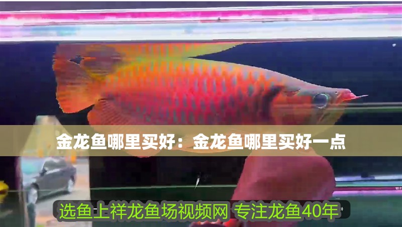 金龍魚哪里買好：金龍魚哪里買好一點