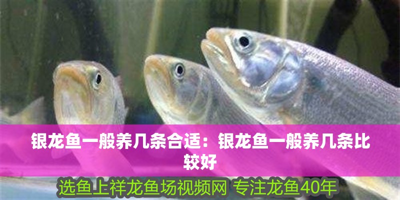 銀龍魚一般養幾條合適:銀龍魚一般養幾條比較好 水族問答 銀龍魚一般養幾條合適:銀龍魚一般養幾條比較好 銀龍魚一般養幾條合適:銀龍魚一般養幾條比較好 水族問答