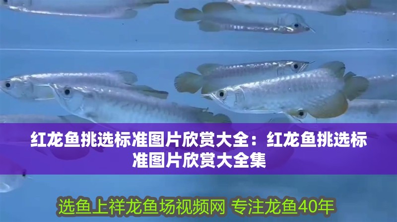 南寧魚缸回收店地址查詢電話（南寧魚缸回收店地址查詢電話號碼） 南寧魚缸回收店地址查詢電話（南寧魚缸回收店地址查詢電話號碼） 魚缸百科