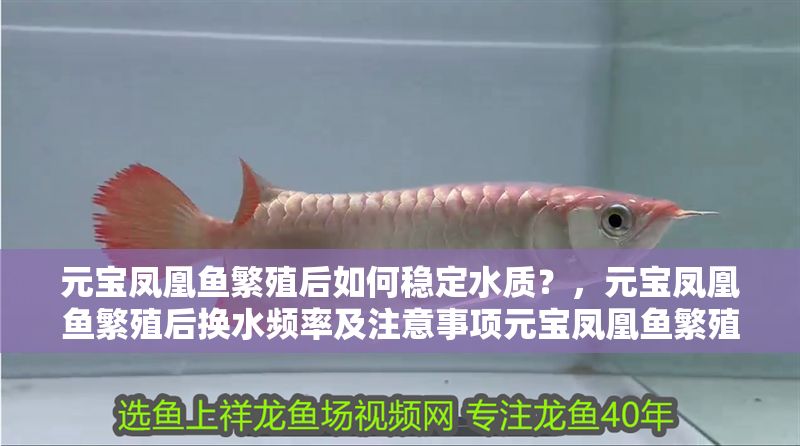 元寶鳳凰魚繁殖后如何穩定水質？，元寶鳳凰魚繁殖后換水頻率及注意事項元寶鳳凰魚繁殖后水溫控制技巧