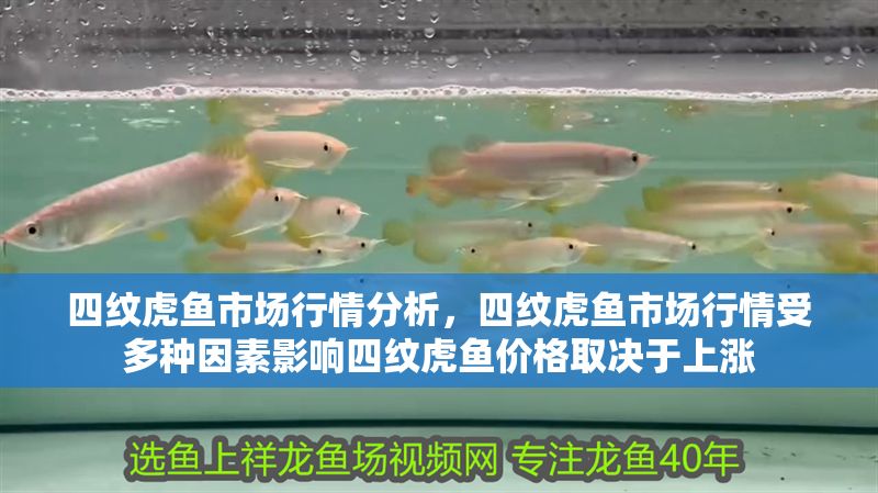 四紋虎魚市場行情分析，四紋虎魚市場行情受多種因素影響四紋虎魚價格取決于上漲 四紋虎魚市場行情分析，四紋虎魚市場行情受多種因素影響四紋虎魚價格取決于上漲 虎魚百科 第1張
