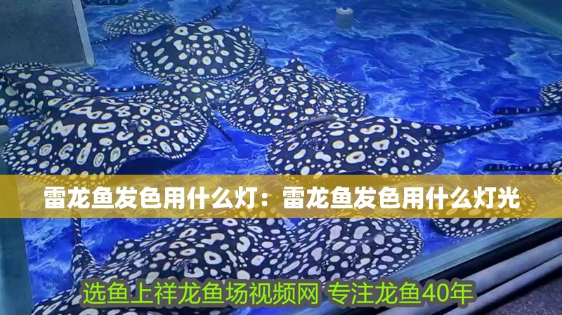雷龍魚發色用什么燈：雷龍魚發色用什么燈光