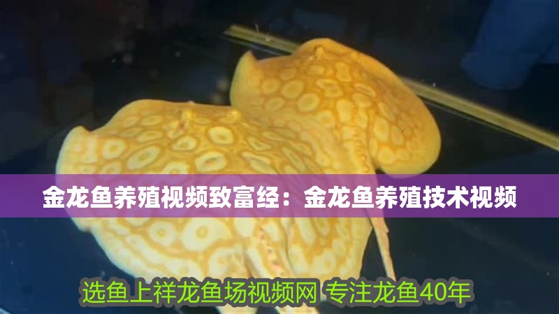 金龍魚養(yǎng)殖視頻致富經(jīng)：金龍魚養(yǎng)殖技術(shù)視頻
