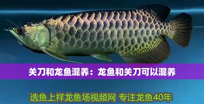 關(guān)刀和龍魚混養(yǎng)：龍魚和關(guān)刀可以混養(yǎng)