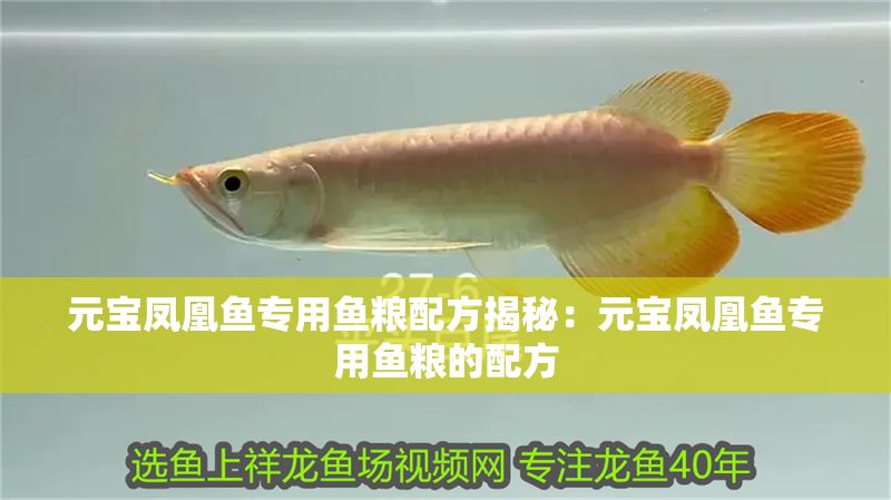 元寶鳳凰魚專用魚糧配方揭秘：元寶鳳凰魚專用魚糧的配方