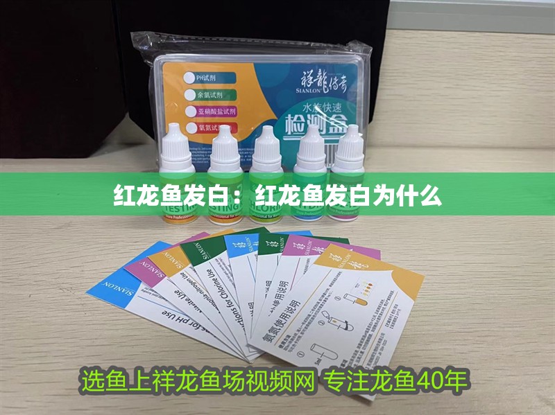 紅龍魚發白：紅龍魚發白為什么