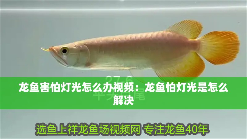 龍魚害怕燈光怎么辦視頻：龍魚怕燈光是怎么解決