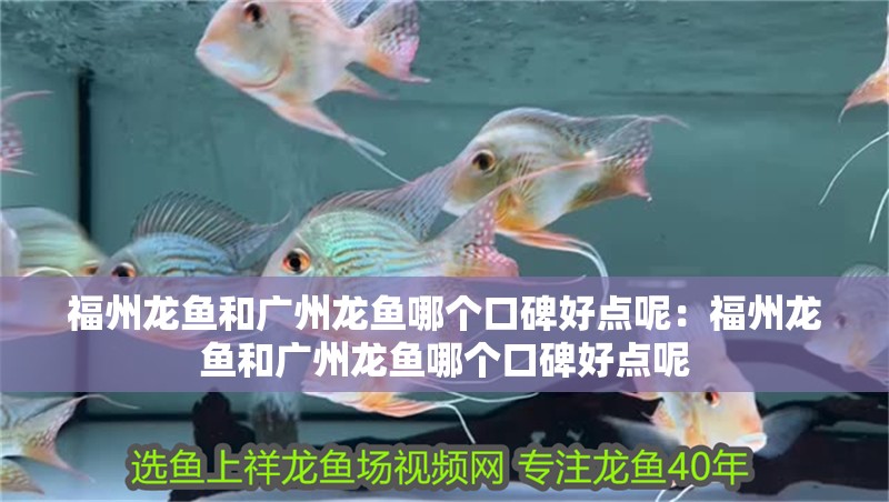 福州龍魚和廣州龍魚哪個口碑好點呢：福州龍魚和廣州龍魚哪個口碑好點呢
