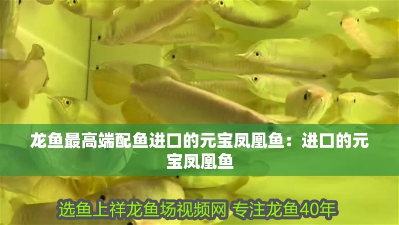 龍魚最高端配魚進口的元寶鳳凰魚：進口的元寶鳳凰魚